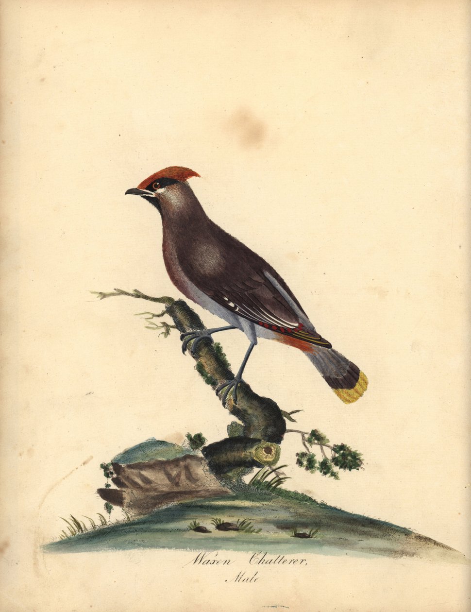 ボヘミアン ワックスウィング、Bombycilla garrulus。 (Waxen chatterer, Ampelis garrulus) A (Ann) Hayes による手彩色の銅版画の彫刻、William Hayes の Portraits of Rare and Curious Birds from the Menagery of Osterly Park, London: Bulmer 作： ウィリアム・ヘイズ