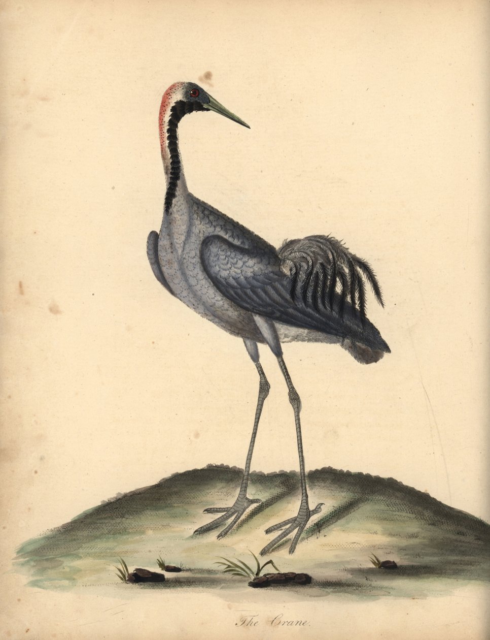 ツル、タンチョウ。 (Ardea grus) オスタリー公園の動物園の珍しい鳥と好奇心旺盛な鳥の肖像からのウィリアム・ヘイズによるイラストの手彩色の銅版画の彫刻。 作： ウィリアム・ヘイズ