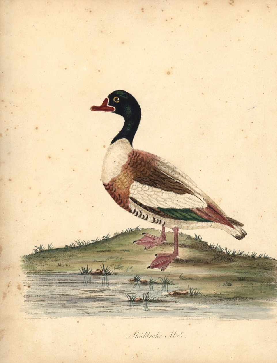 一般的なシェルダック、タドルナ・タドルナ。 (Shieldrake、Anas tadorna。) Osterly Park の Menagery からの Rare and Curious Birds の Portraits からの William Hayes による手彩色の銅版画の彫刻 (ロンドン: Bulmer 作： ウィリアム・ヘイズ