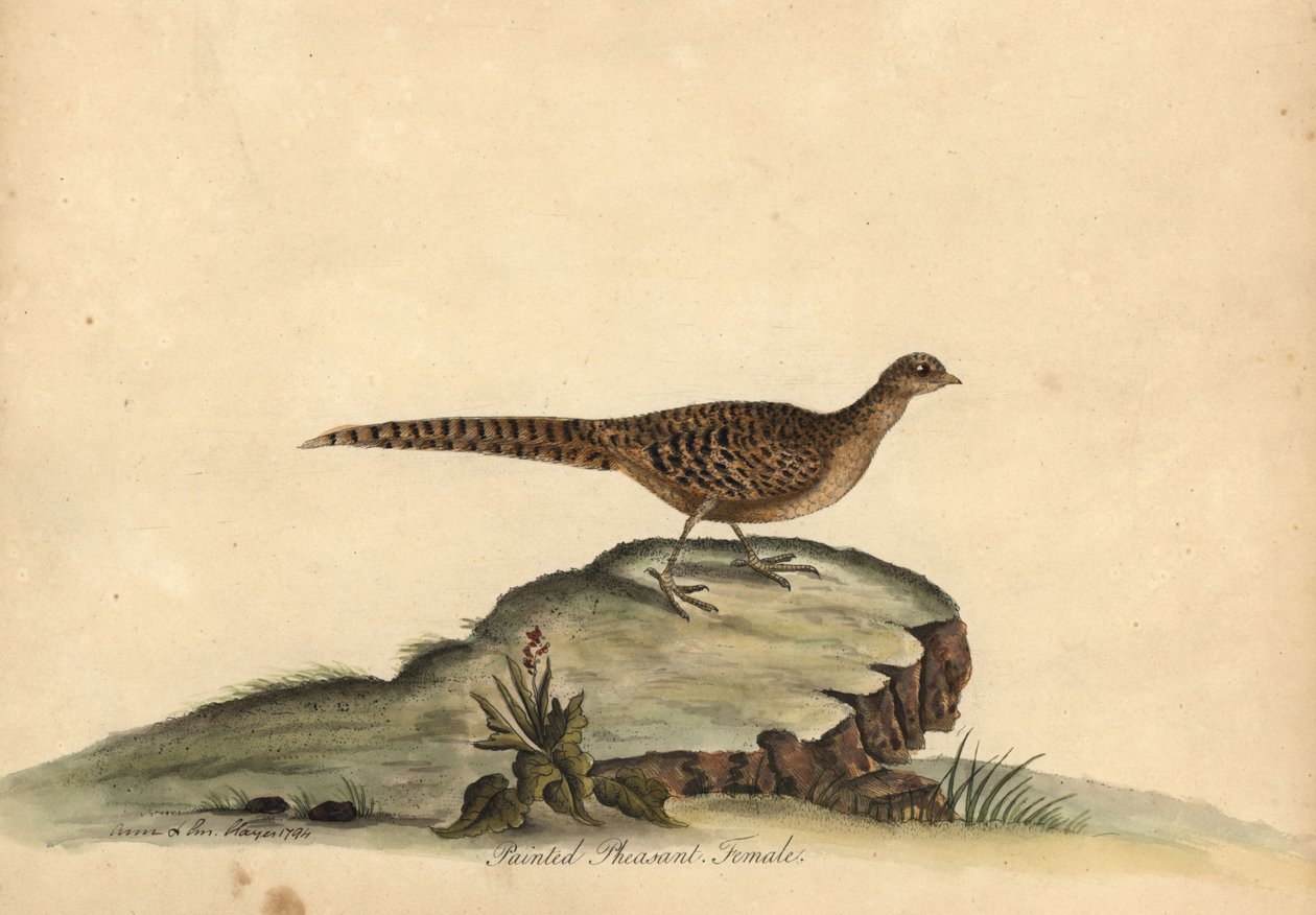 金色または中国のキジ、Chrysolophus pictus、メス。 (塗装されたキジ、Phasianus pictus) アンとエミリー・ヘイズによるウィリアム・ヘイズの肖像画のレアで好奇心旺盛な鳥の肖像画の手描きの銅版画彫刻 オスタリーの動物園から 作： ウィリアム・ヘイズ