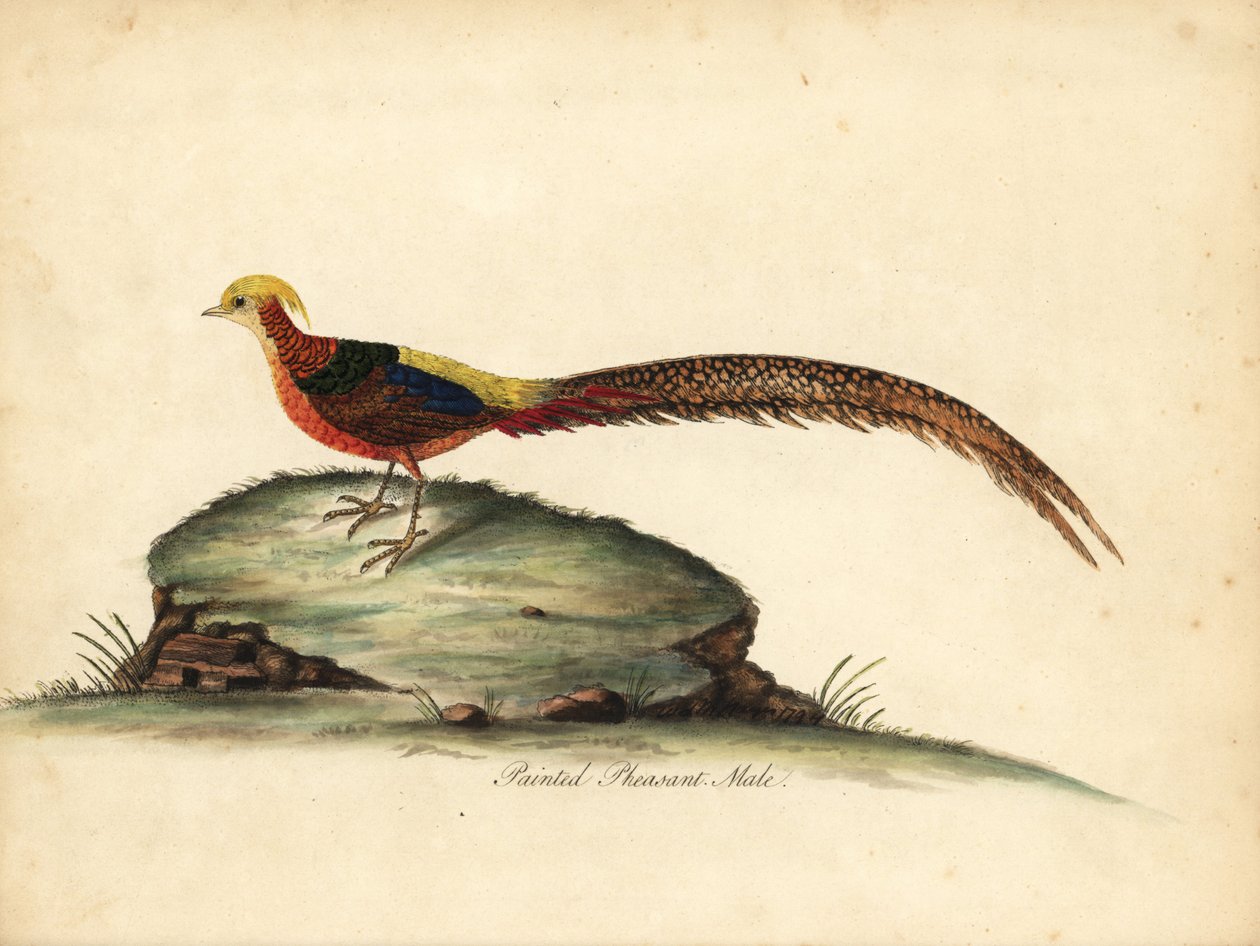 金色または中国のキジ、Chrysolophus pictus、男性。 (塗装されたキジ、Phasianus pictus)ロンドンのオスタリー公園の動物園からの希少で好奇心旺盛な鳥の肖像画からのウィリアム・ヘイズによるイラストの手彩色の銅版彫刻: Bulmer 作： ウィリアム・ヘイズ