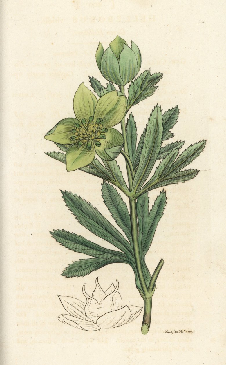 緑のヘレボルス、Helleborus viridis。 James Smith