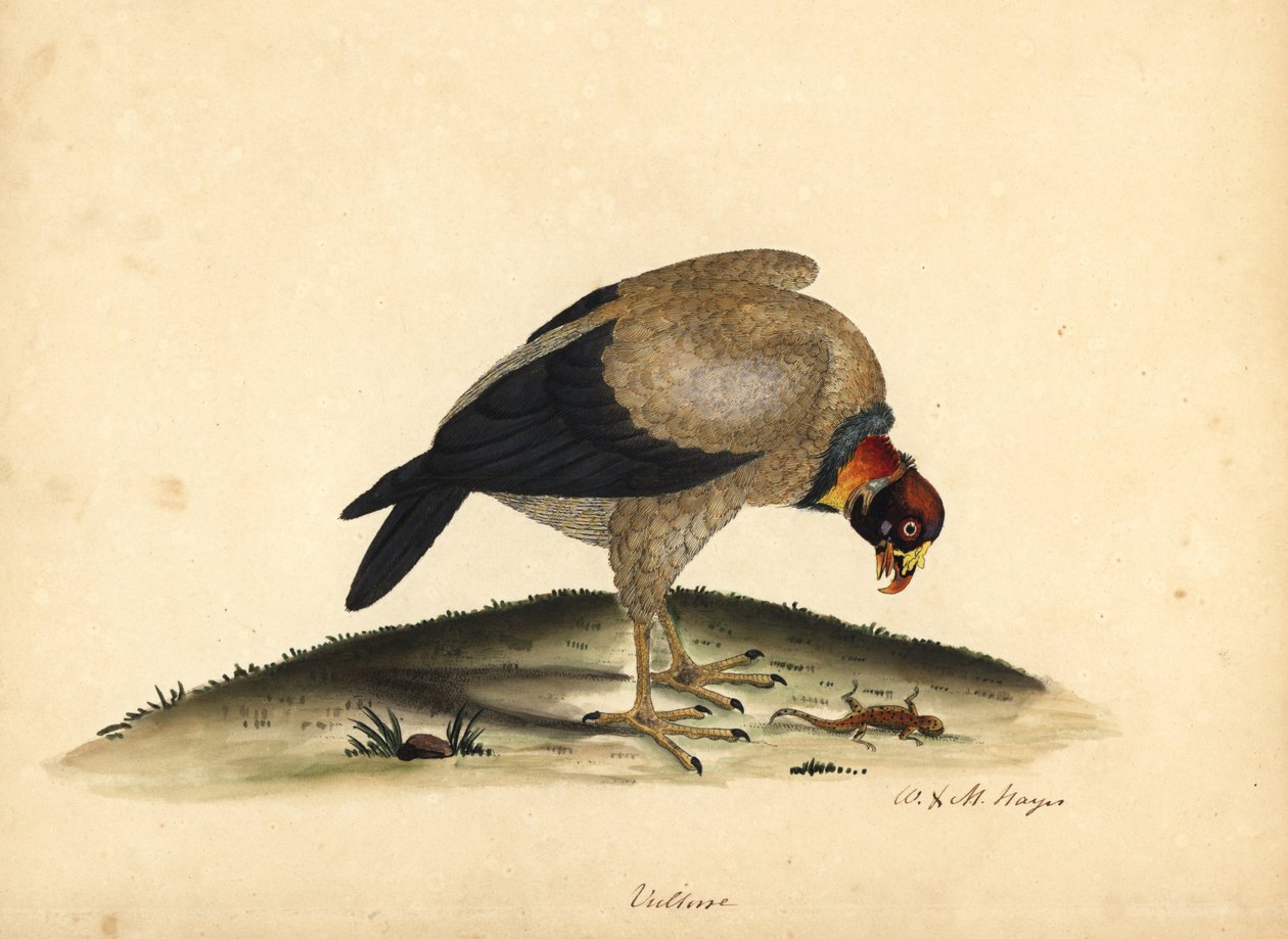 キングハゲタカ、Sarcoramphus papa (ハゲワシパパ)。 オスタリー公園の動物園の珍しい鳥と好奇心旺盛な鳥の肖像から、ウィリアム・ヘイズと彼の娘 M (マチルダ) による手彩色の銅版画。 作： ウィリアム・ヘイズ