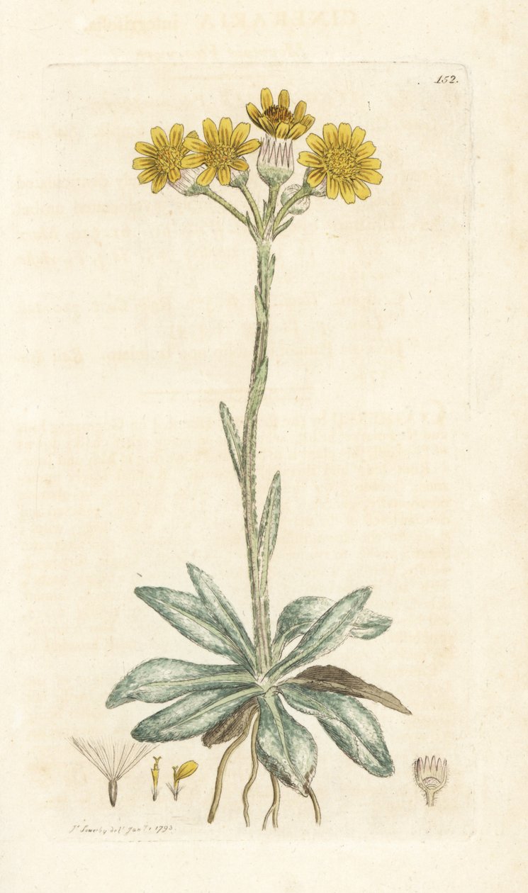 山のノミ、Tephroseris integrifolia (Cineraria integrifolia)。 James Smith