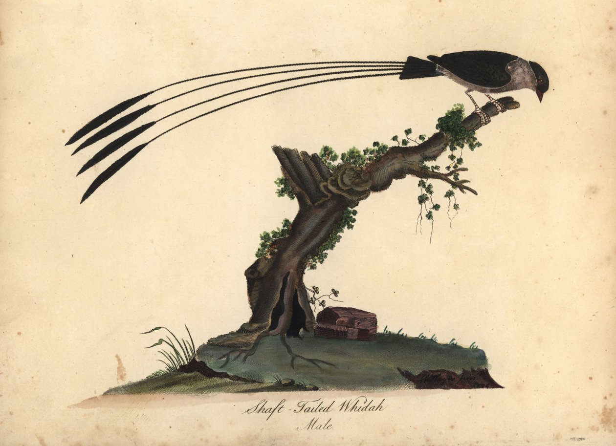 シャフト尾のホワイダ、ビドゥア・レギア。 (Shaft-tailed whidah, Emberiza regia) ウィリアム・ヘイズと彼の娘 M (マチルダ) による手彩色の銅版画の彫刻、ロンドンのオスタリー公園の動物園からの珍しい鳥と好奇心旺盛な鳥の肖像から: 作： ウィリアム・ヘイズ
