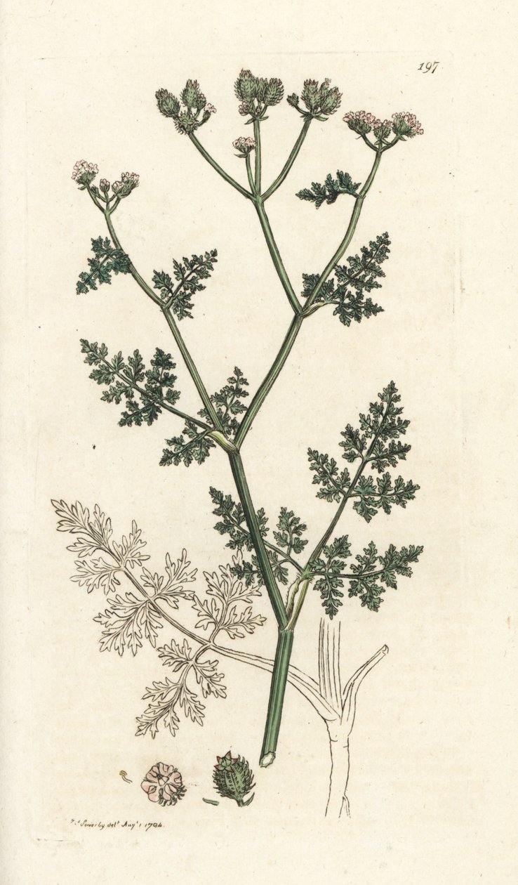 白いレースの花、Orlaya grandiflora (小さな caucalis またはバサード パセリ、Caucalis daucoides)。 James Smith