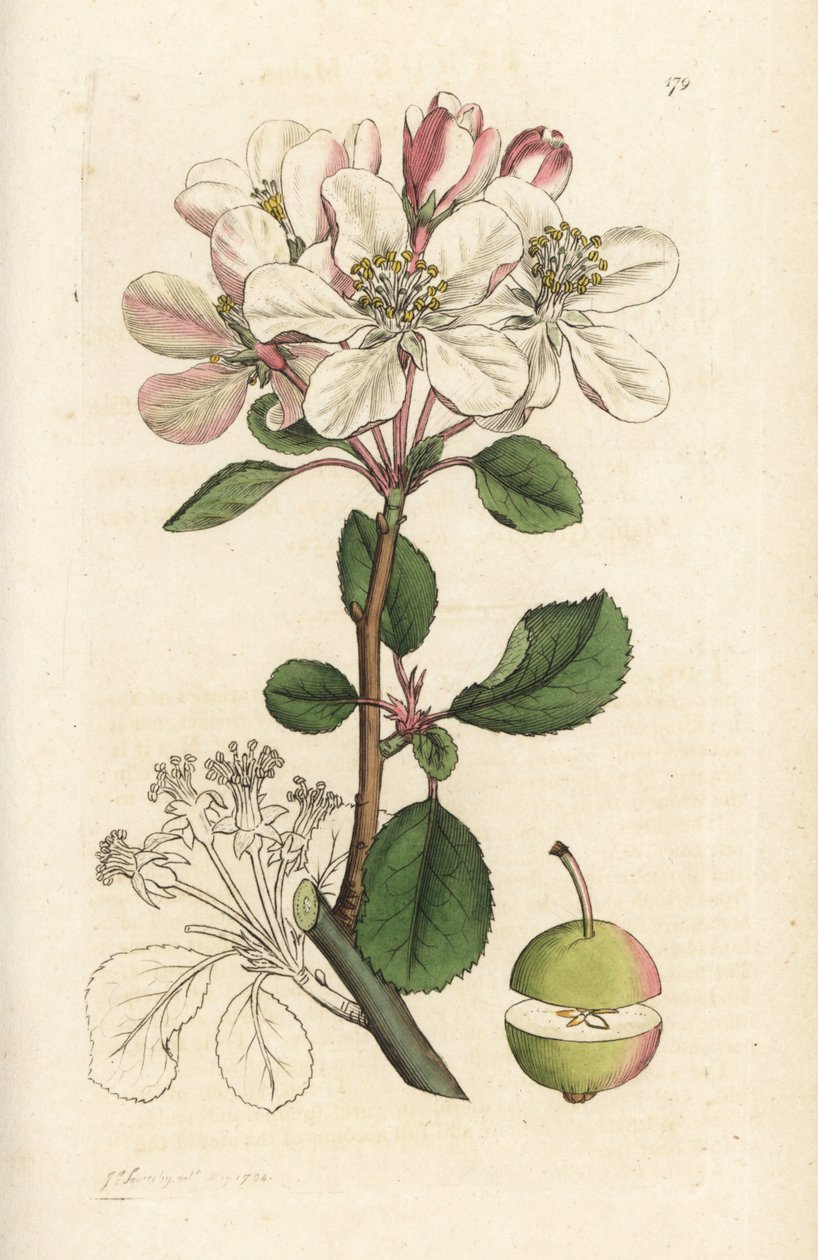 ワイルド アップルまたはクラブツリー、マルス ドメスティカ (Pyrus malus)。 James Smith