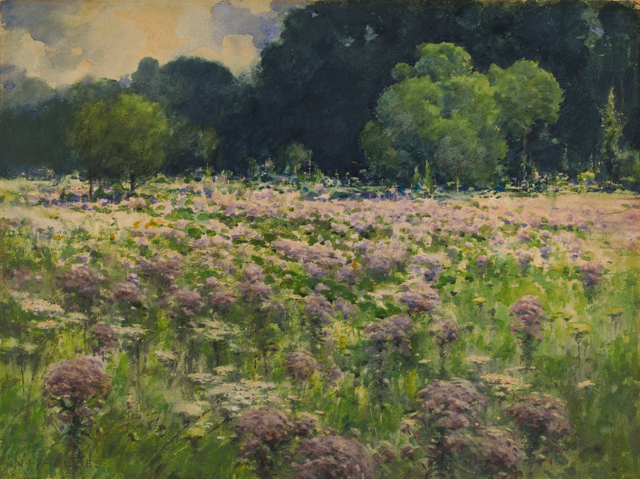 Field of Joe Pie Weeds Pride of the Meadow, n.d. 作： ウィリアムヘンリーホームズ