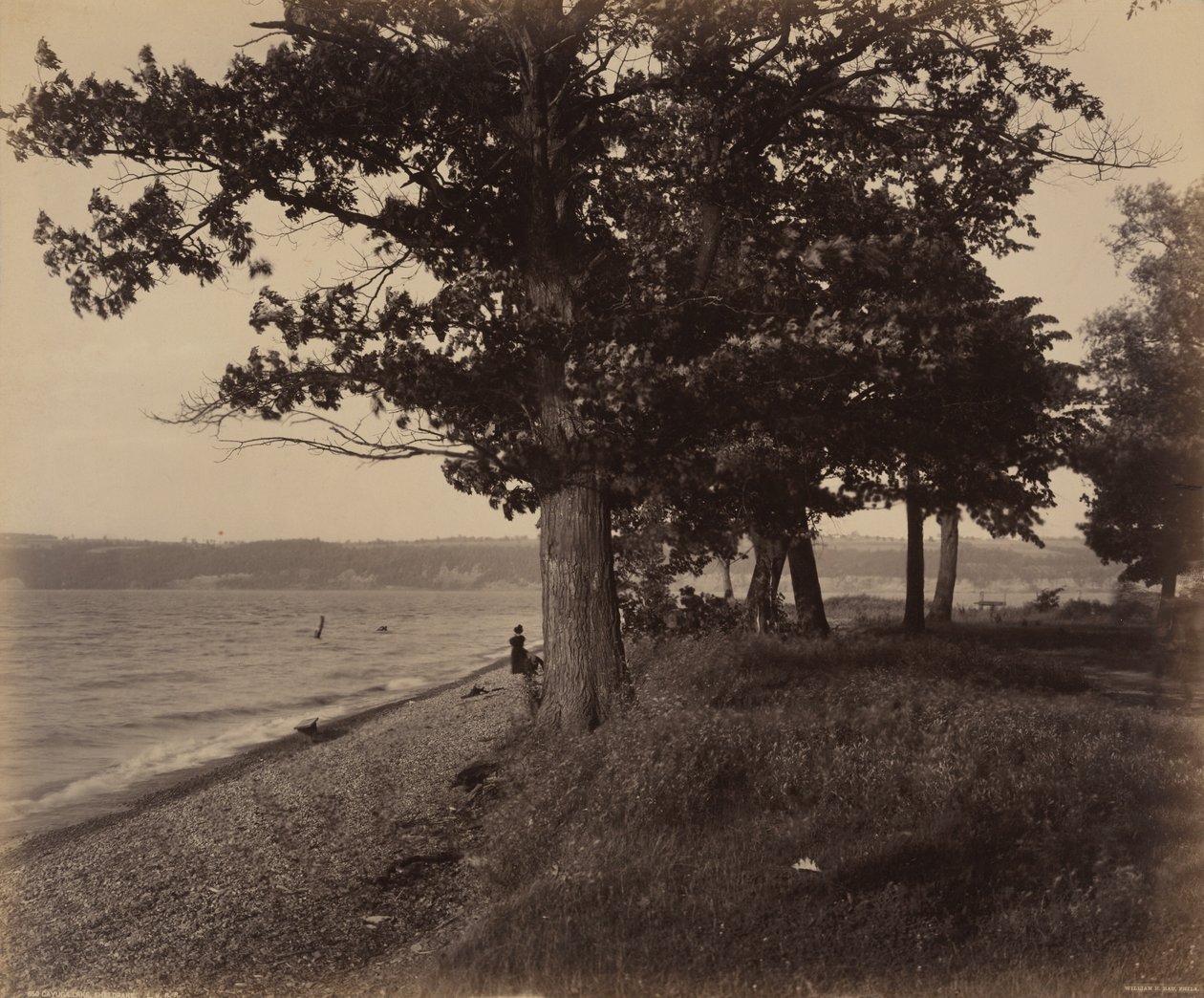 カユーガ湖、シェルドレイク。1895年（写真） 作： ウィリアム・ハーマン・ラウ