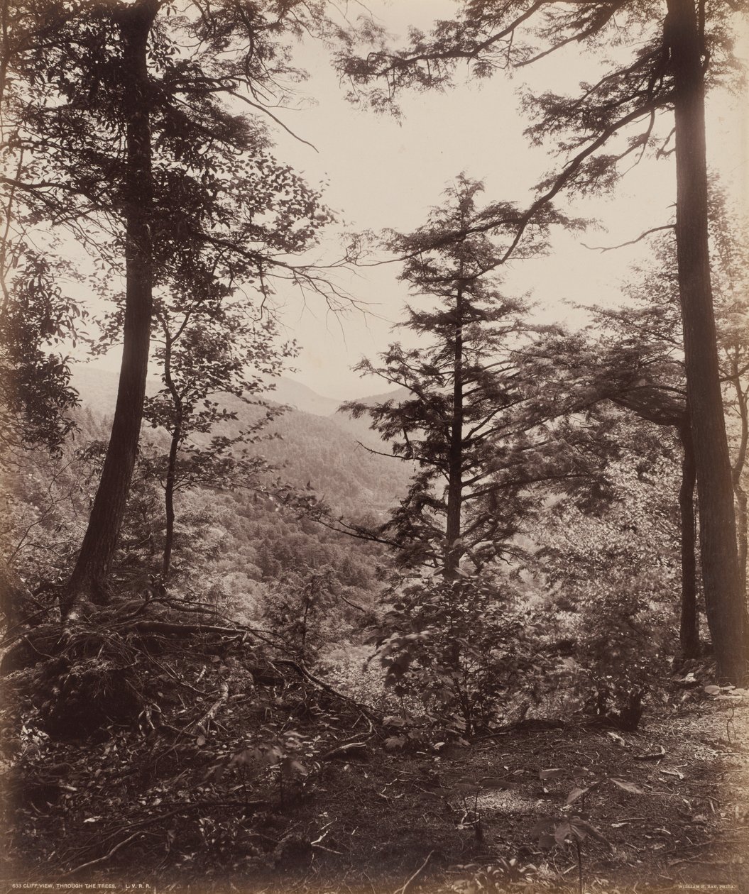 崖の眺め、木々の間から,c.1895年（写真） 作： ウィリアム・ハーマン・ラウ