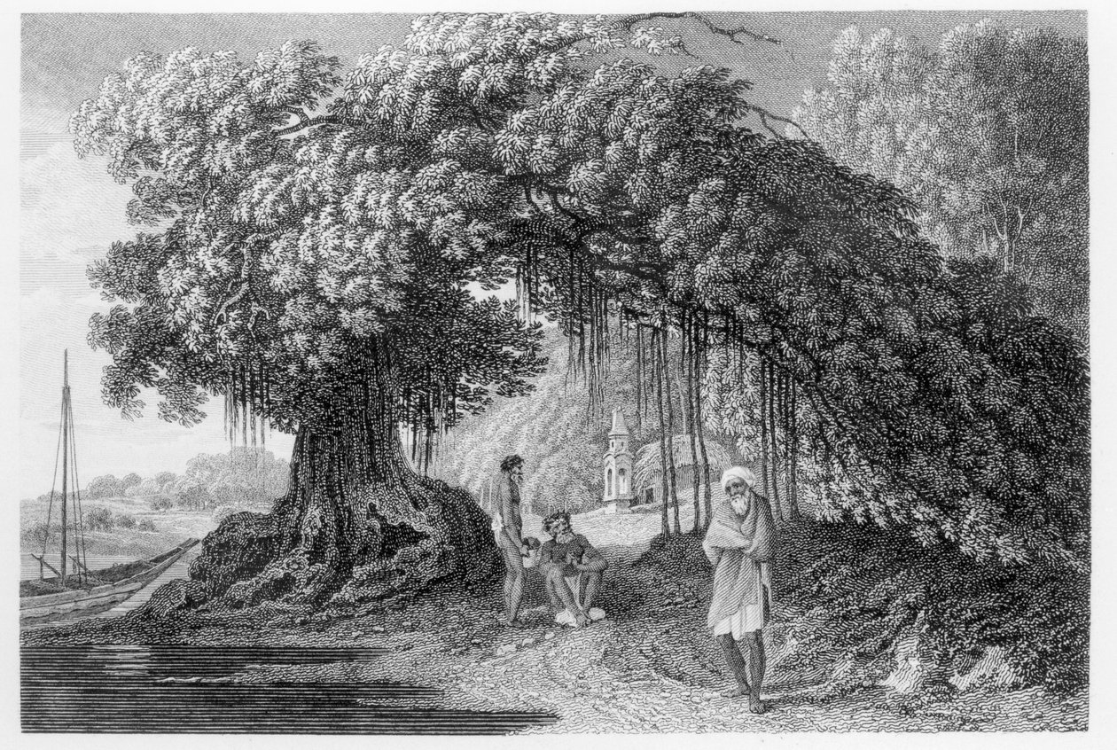ベンジャミン・ポンシー（fl.1772-99）によって彫刻された、ウィリアム・ホッジスによる「1780-83年のインドの旅」からのバンヤンツリー（1792年発行） 作： ウィリアムホッジス