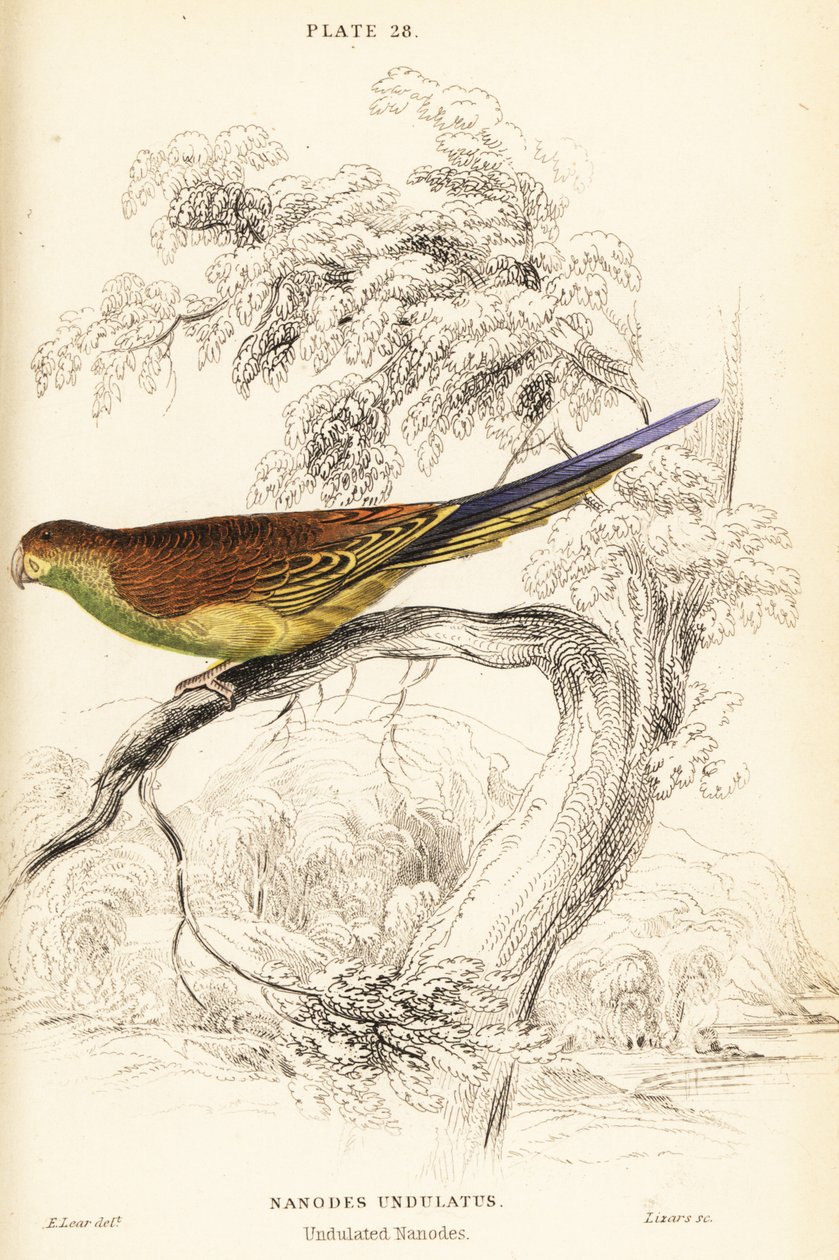 セキセイインコ、Melopsittacus undulatus 作： ウィリアム ホーム リザーズ