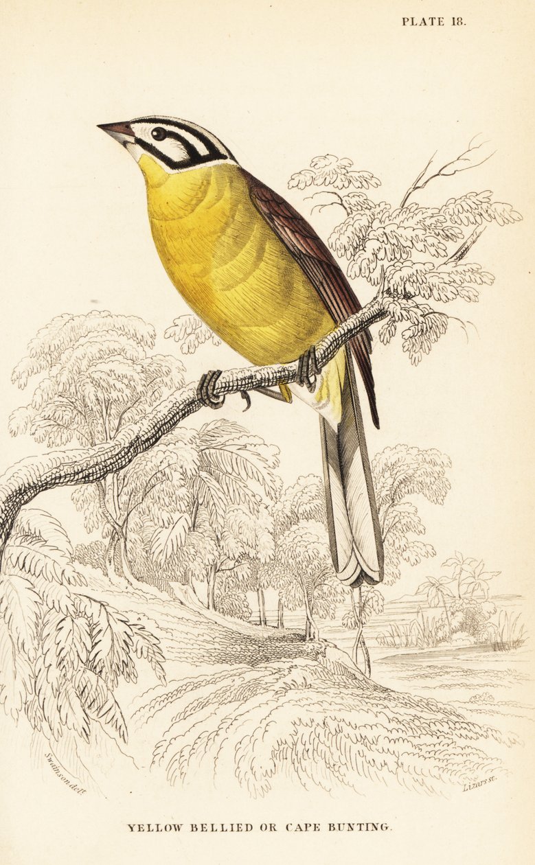 ケープホオジロ、Emberiza capensis（キイロイトリ、Fringillaria capensis 作： ウィリアム ホーム リザーズ