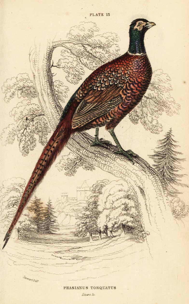 コウライキジ（リングネック）、Phasianus colchicus torquatus（ファシアナス・トルカタス）（Phasianus torquatus 作： ウィリアム ホーム リザーズ