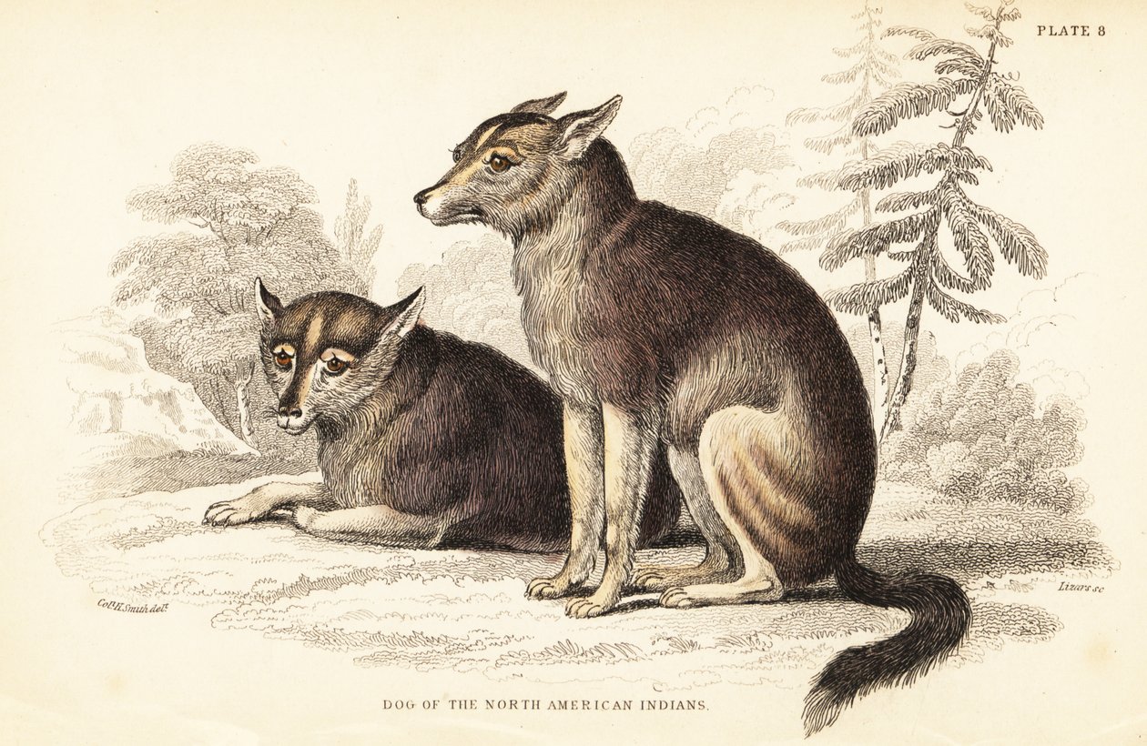 コヨーテ、Canis latrans 作： ウィリアム ホーム リザーズ