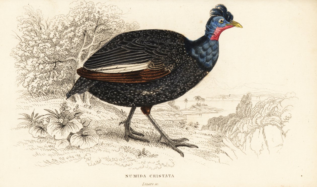 カンムリクジャク、Guttera pucherani (Numida cristata) 作： ウィリアム ホーム リザーズ