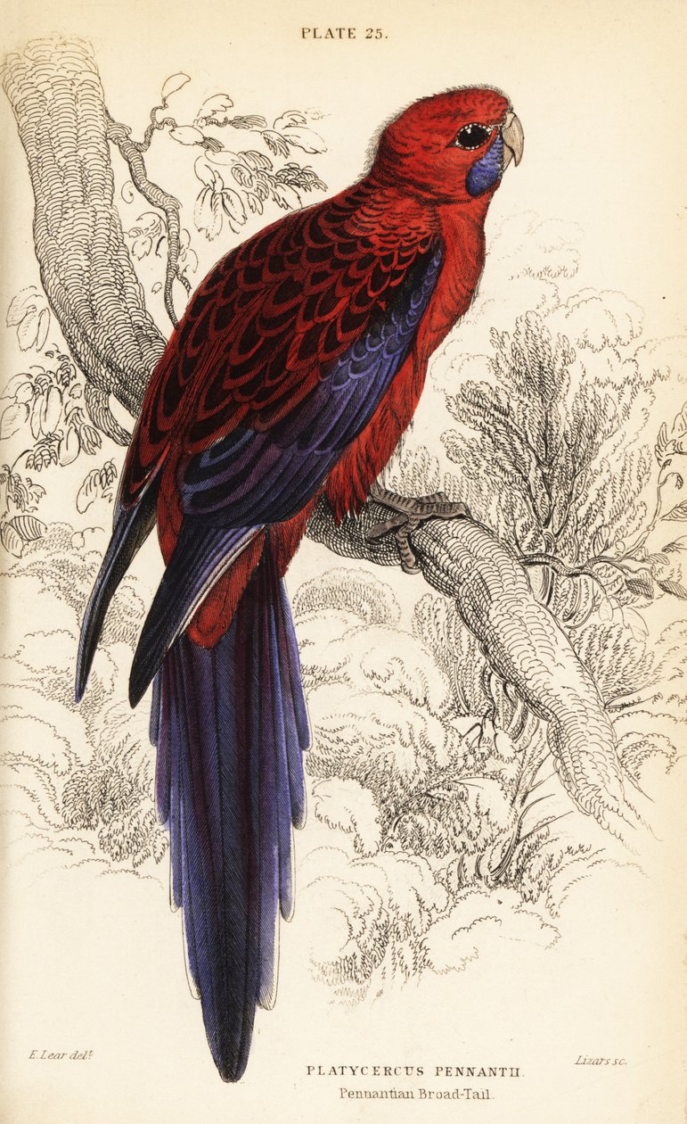 クリムゾン・ロゼラ、Platycercus elegans 作： ウィリアム ホーム リザーズ