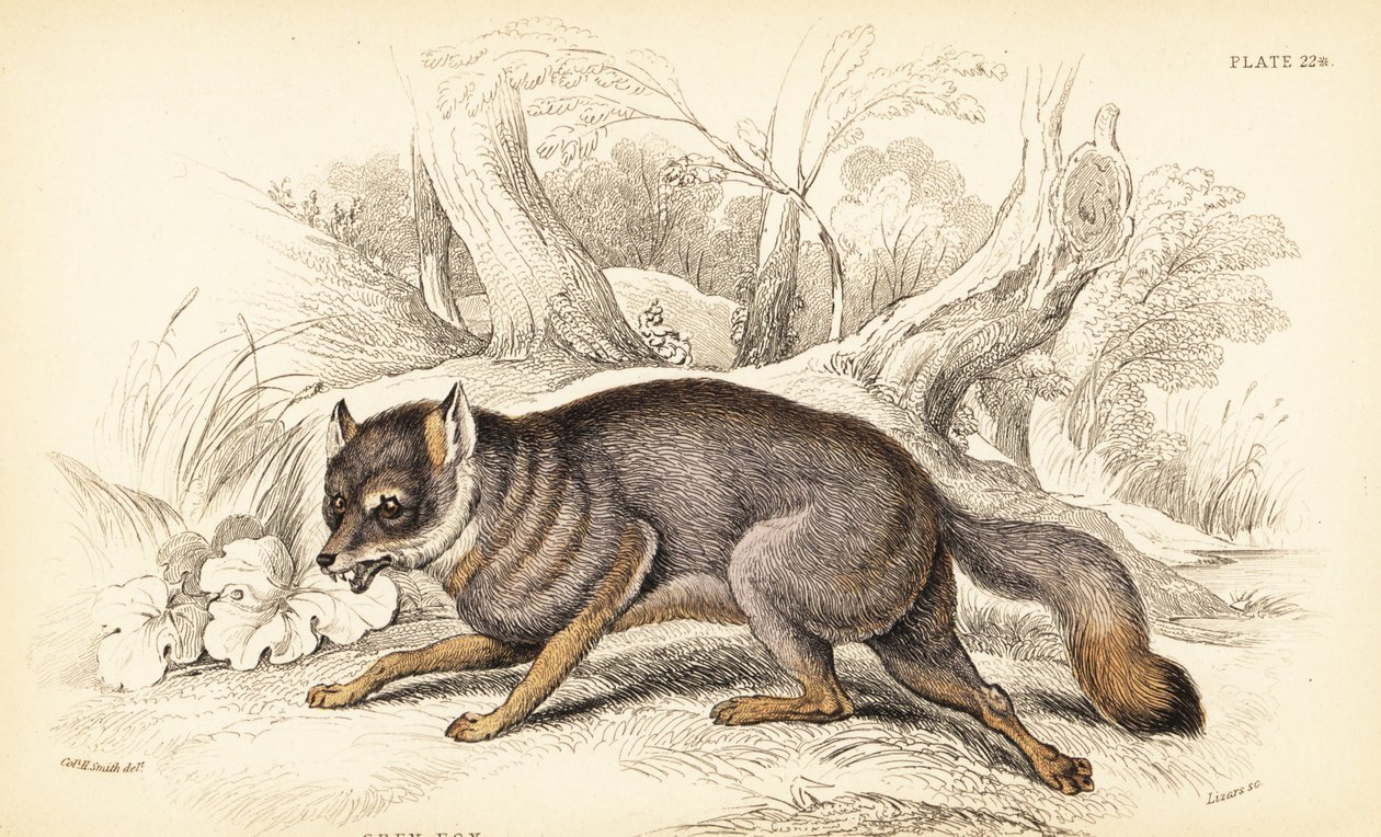 灰色のキツネ、Urocyon cinereoargenteus (Vulpes cinereus) 作： ウィリアム ホーム リザーズ