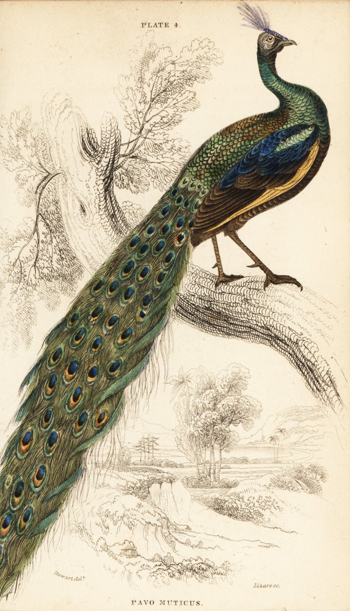 ミドリクジャク、Pavo muticus 作： ウィリアム ホーム リザーズ