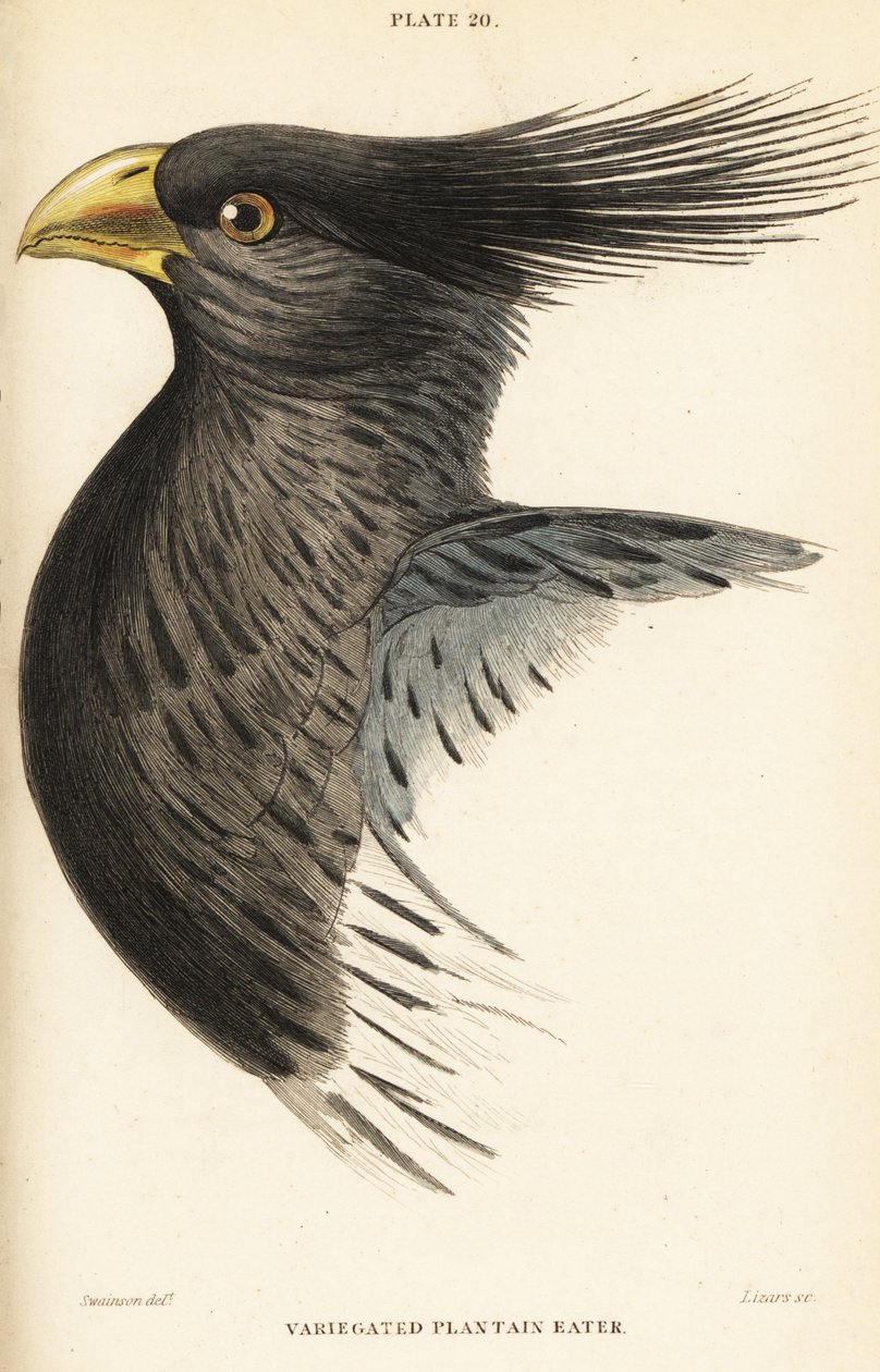 ニシキゴイの頭部（Crinifer piscator）（Variegated plantain eater, crested plantain eater, Chizoeris variegata 作： ウィリアム ホーム リザーズ