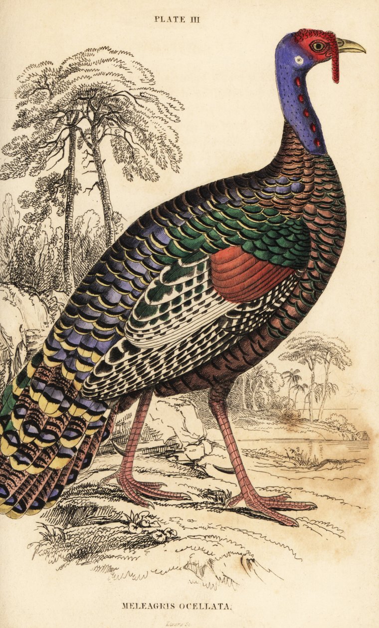 Ocellated turkey, Meleagris ocellata 作： ウィリアム ホーム リザーズ