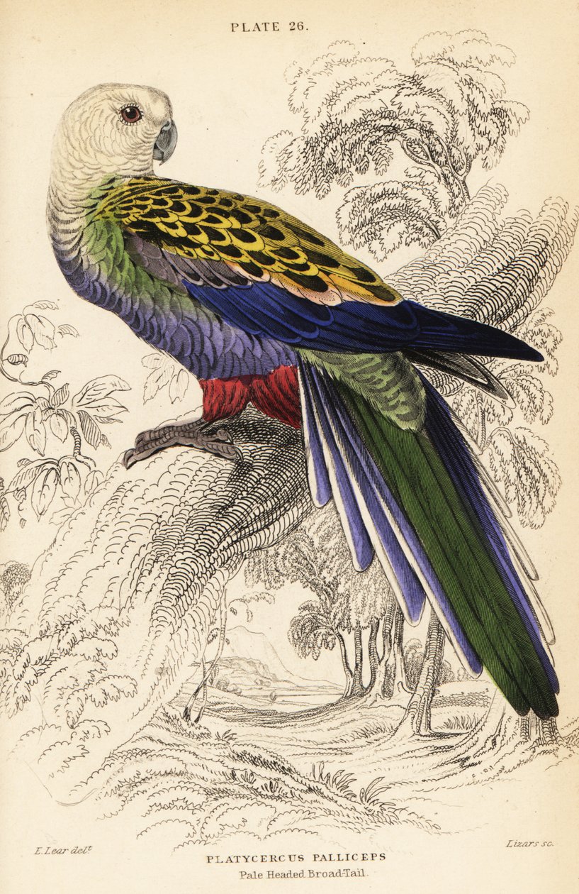 ペールヘッド・ローゼラ（パalliceps）、Platycercus adscitus palliceps 作： ウィリアム ホーム リザーズ