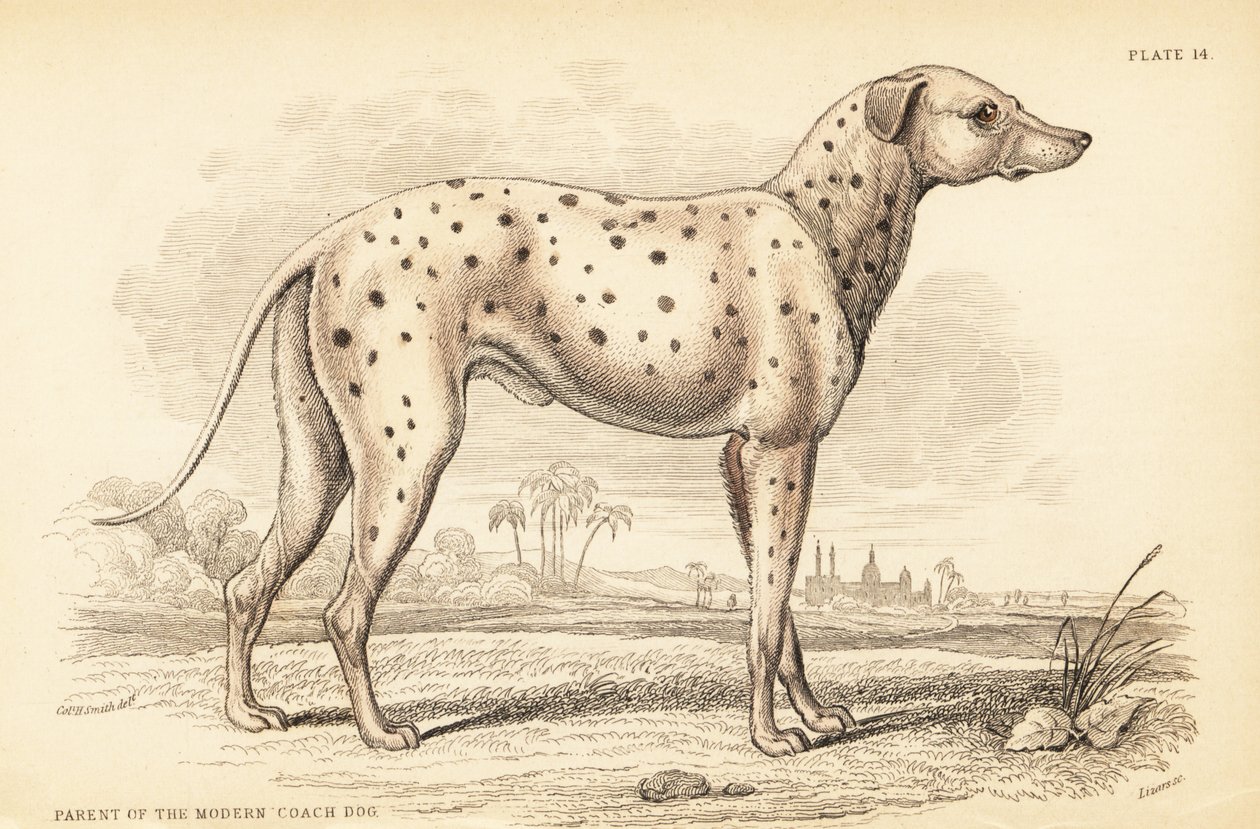 現代のコーチングドッグ（Canis lupus familiaris）の親 作： ウィリアム ホーム リザーズ