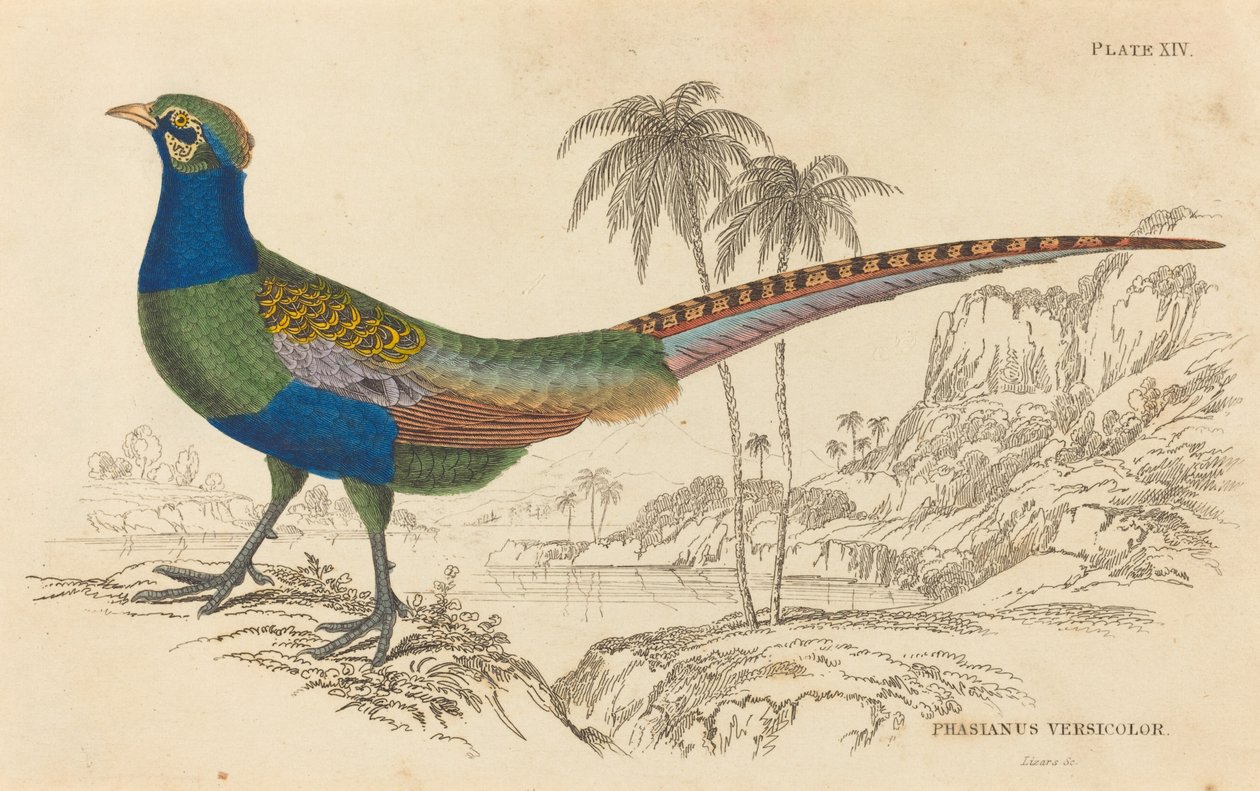 Phasianus Versicolorです。 作： ウィリアム ホーム リザーズ