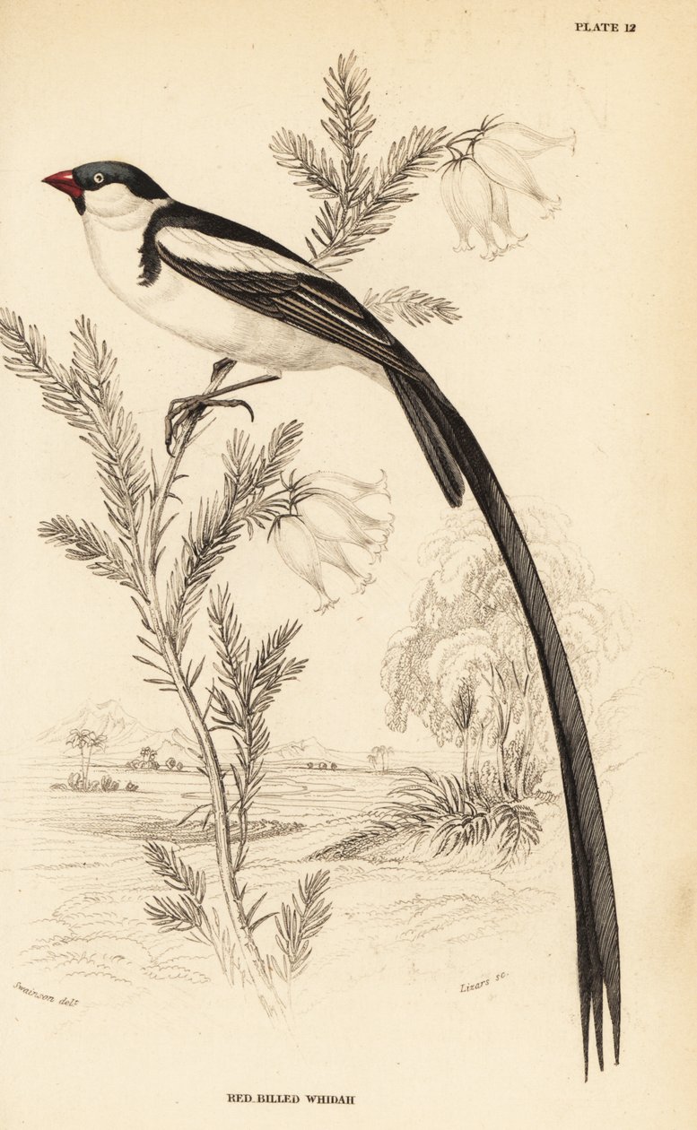 Pin-tailed whydah, Vidua macroura (Red-Billed whidah, Vidua erythrorhynchus) 作： ウィリアム ホーム リザーズ