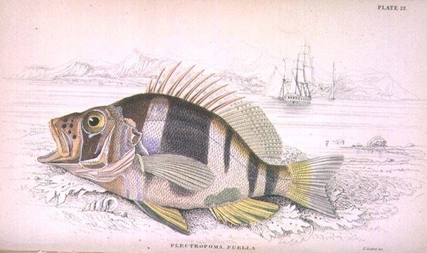 プレート22 Plectropoma Puella、Sir William Jardine (1800-74)が編集した「Naturalist