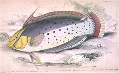 Plate 25 Painted Labrus engraved by the artist from 