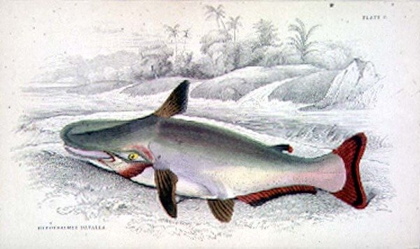 プレート9 Hypothalmus Davallaは、Sir Robert Hermann Schomburgh (1804-65)が執筆し、Sir William Jardine (1800-74)が編集した「Naturalist
