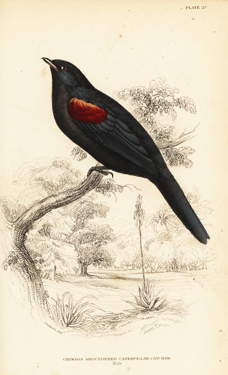 アカショウビン、オス、Campephaga phoenicea 作： ウィリアム ホーム リザーズ