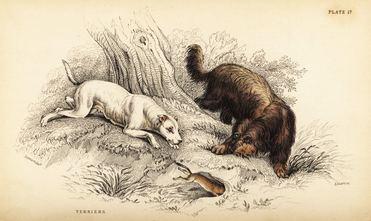 スムースコーテッドテリア、スコティッシュまたはワイヤーヘアードテリア（Canis lupus familiaris（Canis terrarius 作： ウィリアム ホーム リザーズ