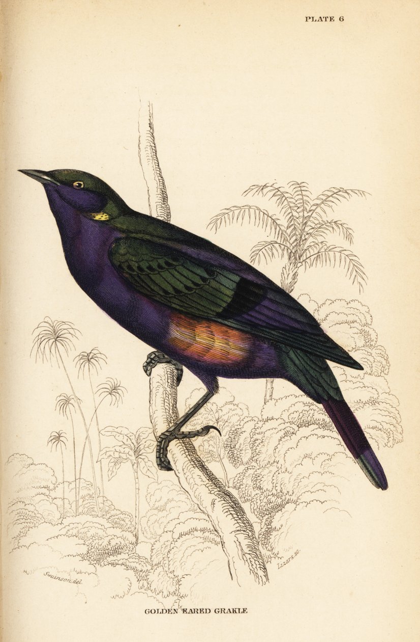 Splendid glossy starling（セネガル）、Lamprotornis splendidus chrysonotis（ゴールデン・イヤード・グラークル、Lamprotornis chrysonotis 作： ウィリアム ホーム リザーズ