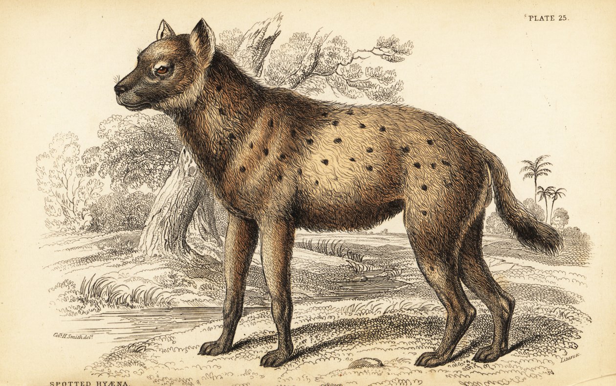 スポッテッドハイエナまたは笑うハイエナ、Crocuta crocuta (Hyaena crocuta) 作： ウィリアム ホーム リザーズ