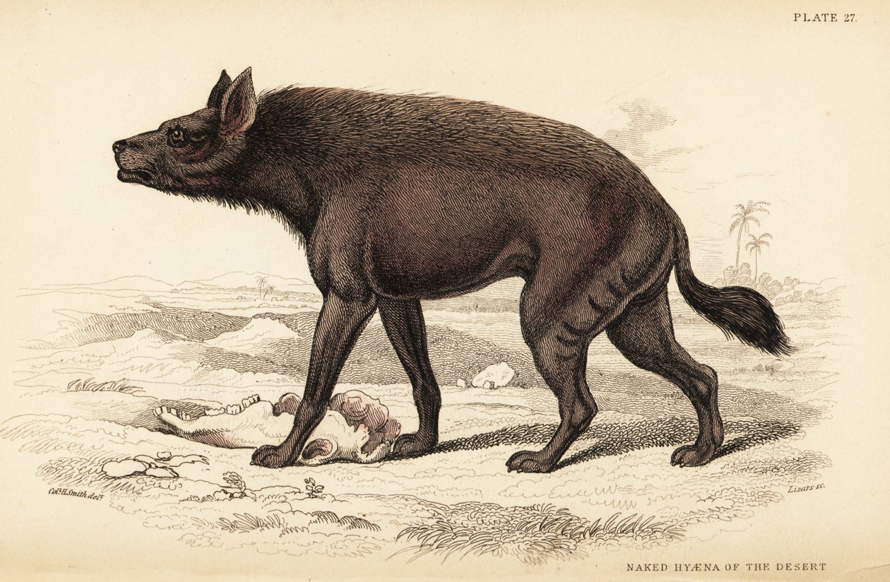 シマハイエナ、Hyaena hyaena（砂漠の裸のハイエナ、Hyaena vulgaris 作： ウィリアム ホーム リザーズ
