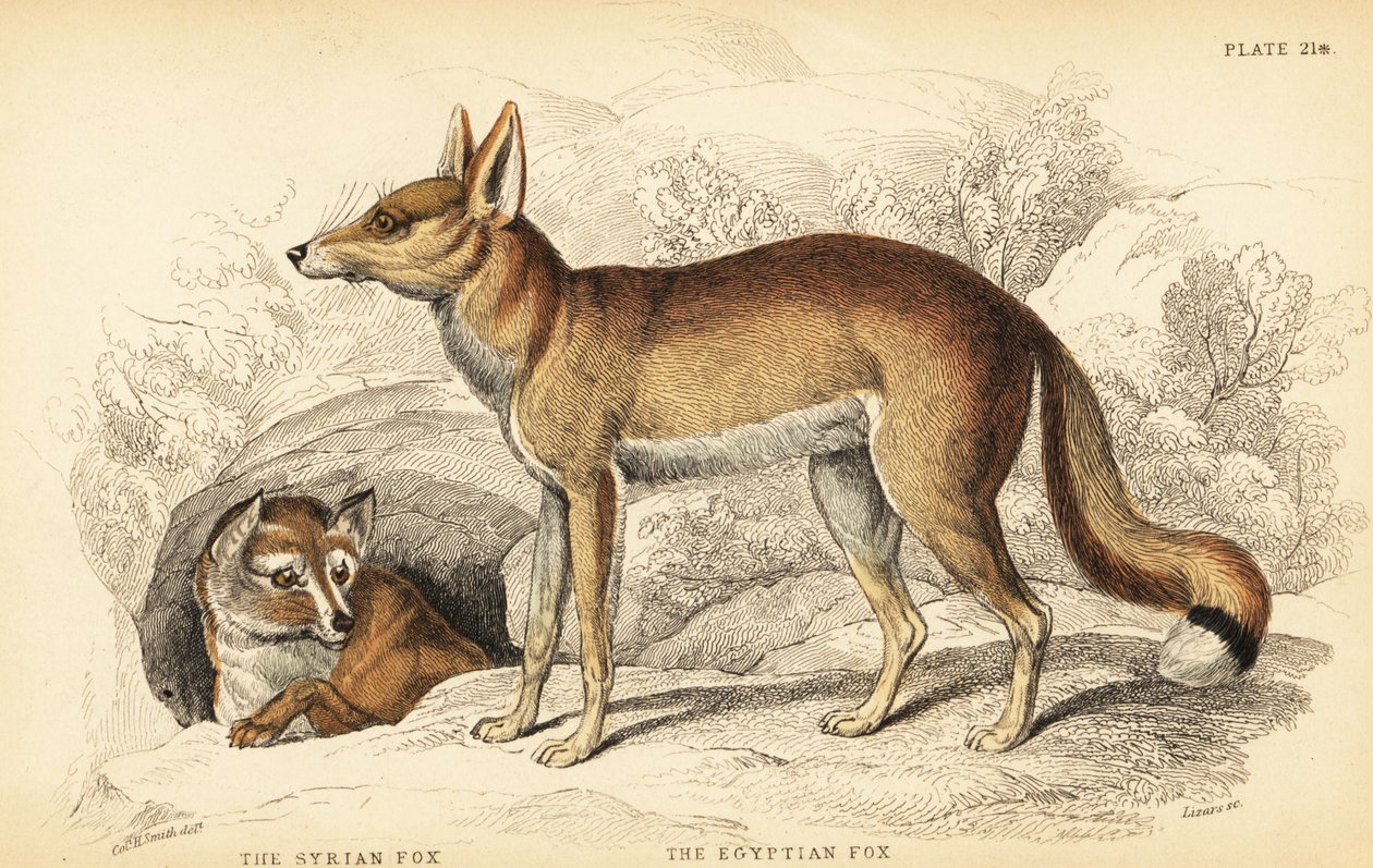 シリアのキツネ（Taaleb）、Vulpes thaleb（またはBlanford