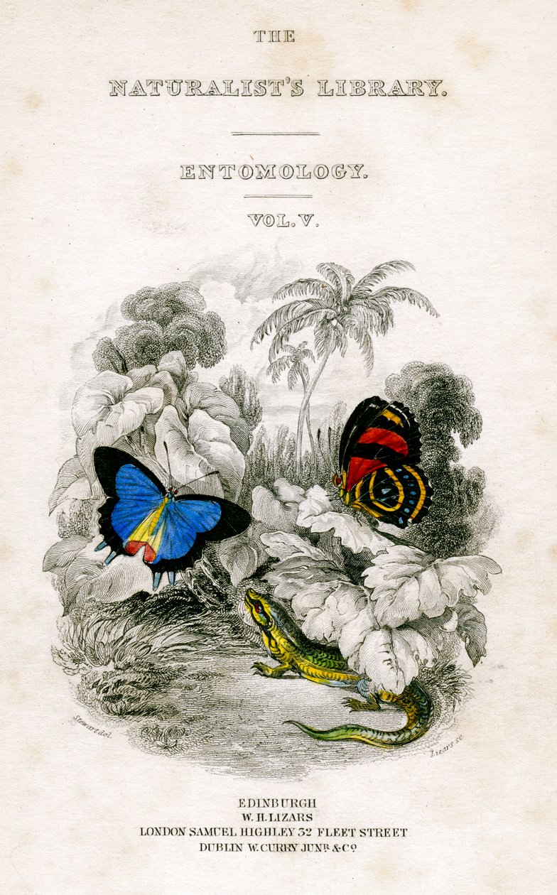 博物学者図書館、昆虫学、第5巻、蝶、c1833-1865。 作： ウィリアム ホーム リザーズ