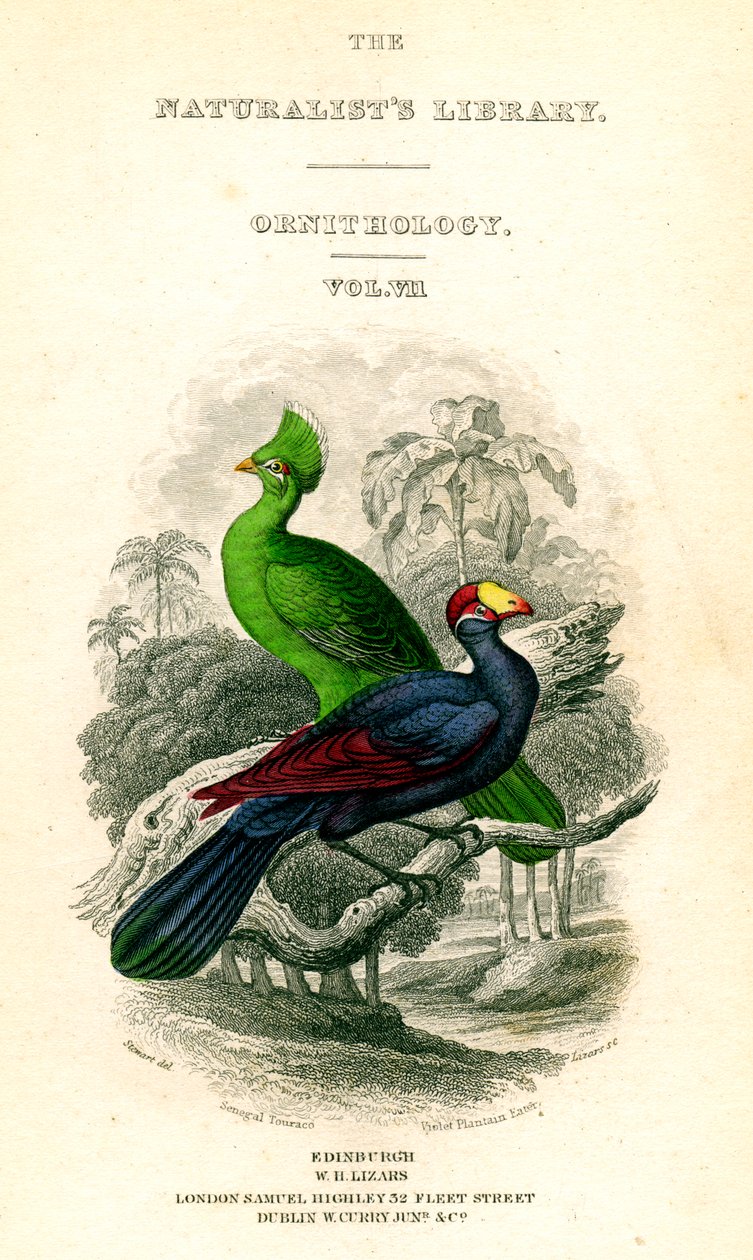 博物学者図書館、鳥類学、セネガルトゥラコ、バイオレットオオバコイーター、c1833-1865。 作： ウィリアム ホーム リザーズ