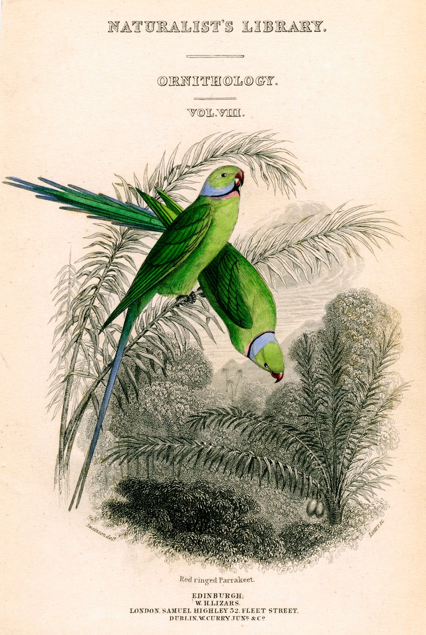 博物学者図書館、鳥類学第VIII巻、レッドリングパラキート、c1833-1865。 作： ウィリアム ホーム リザーズ