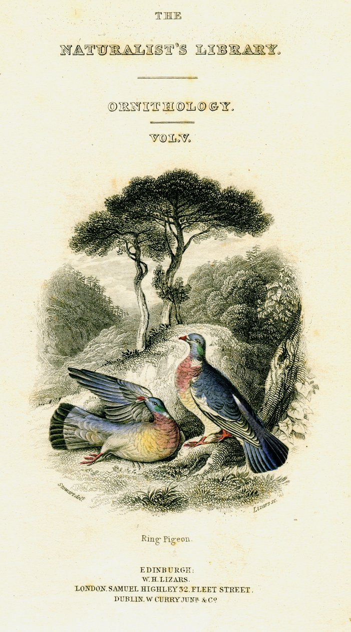 博物学者図書館、鳥類学第5巻、リングピジョン、c1833-1865。 作： ウィリアム ホーム リザーズ