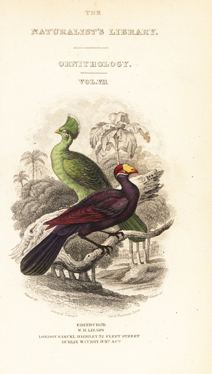 タイトルページにはギニア・ターコ（Tauraco persa buffoni）とバイオレット・ターコ（Musophaga violacea）のヴィネットが描かれています。 作： ウィリアム ホーム リザーズ