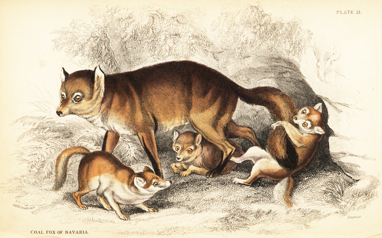 子連れのアカギツネ（Vulpes vulpes）の品種（バイエルンの石炭キツネ（Vulpes alopex））。 作： ウィリアム ホーム リザーズ