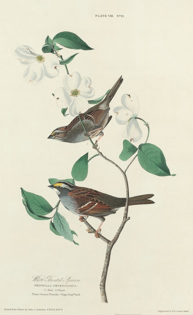 White-throated Sparrow, 1827年。 作： ウィリアム ホーム リザーズ