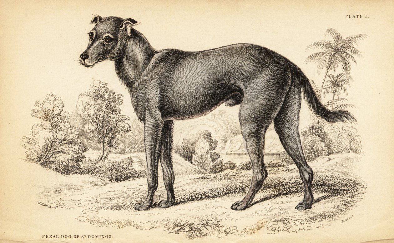 ドミニカ共和国とハイチに生息する野生の犬、Canis lupus familiaris (Feral dog of St. 作： ウィリアム ホーム リザーズ