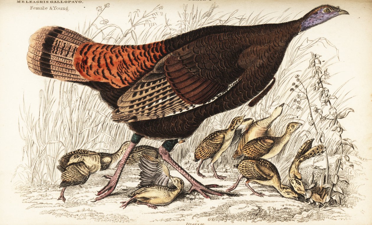 野生の七面鳥、雌と子供、Meleagris gallopavo 作： ウィリアム ホーム リザーズ