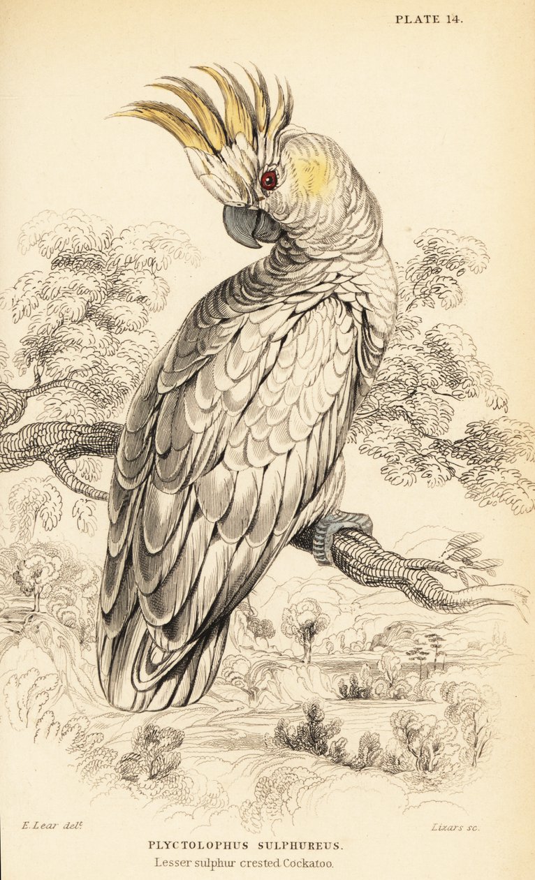 黄色い紋付きのオウム、Cacatua sulphurea 作： ウィリアム ホーム リザーズ