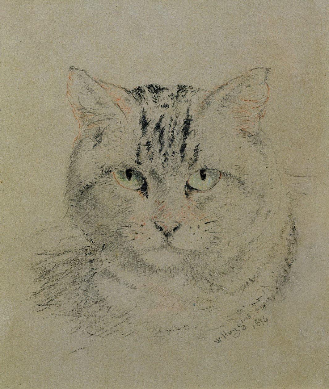 ぶち猫、1874年（紙に鉛筆、クレヨン、木炭） 作： ウィリアム・ハギンズ