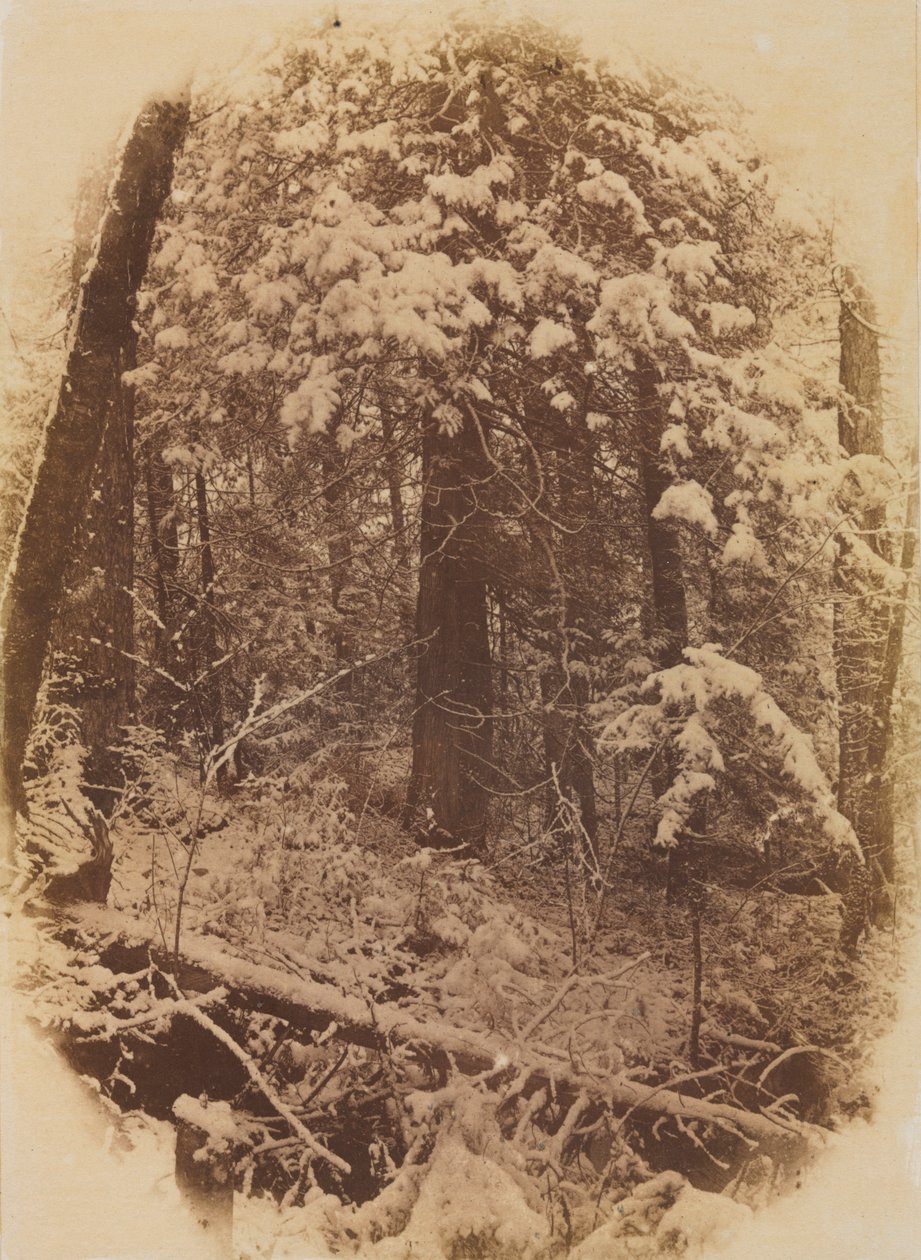 無題 雪の中の森」1859年 作： ウィリアム・ジェームズ・スティルマン